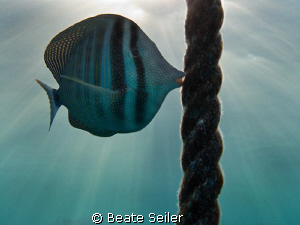 Sailfin Tang , taken with Canon G10 by Beate Seiler 